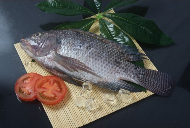 Fresh Frozen Tilapia Maoming Huizhong Import Export