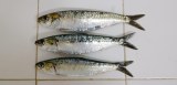 Sardine congelé