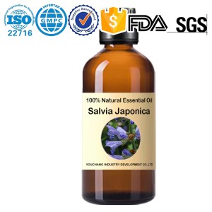 Vente en gros d'huile essentielle de Salvia japonica en usine - Salvia japonica 100% na...