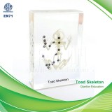 Qianfan Toad Skeleton Educational Embedded Specimen 1103 Real Nature Savety Preserved...