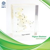 Qianfan Pigeon Skeleton Educational Embedded Specimen 1104 Real Nature Savety Preserved...