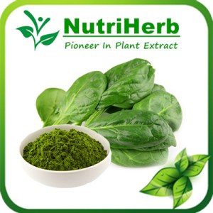 Spinach Powder