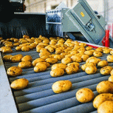 Potato set 6S strictly selected potato wholesale