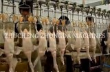 Full Chicken slaughter and abattoir equipment