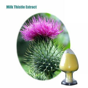 Water Soluble 80% Silybin 30% isosilybin Milk Thistle Seed Extract