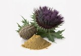 Milk Thistle Extract