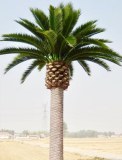 Artificial Date Palm