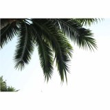 Artificial Coconut Tree