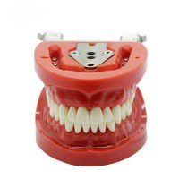 UM-A3 Standard Teeth Model (nissin)