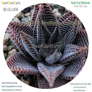 50Pcs A Set Haworthia limifolia v striata Seed DGF-S-HH051