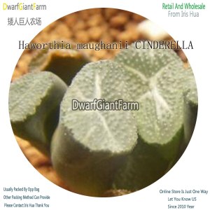 50Pcs A Set Haworthia maughanii CINDERELLA Seed DGF-S-HH065