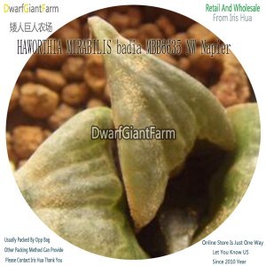 50Pcs A Set HAWORTHIA MIRABILIS badia MBB6635 NW Napier Seed DGF-S-HH070