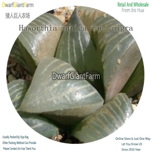 50Pcs A Set Haworthia mutica var. nigra Seed DGF-S-HH074