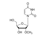 2'-OMe Modified Nucleosides