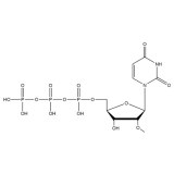 2'-OMe-NTP