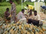 Vente Ananas " Pain de Sucre "