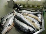 Fresh Atlantic Salmon Fish