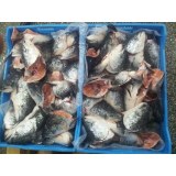 Frozen Salmon Heads 400-500gr, V-Cut | Stright Cut