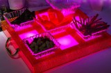 LED Fruit Dish Suit:BC-016