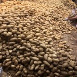 Potatoes, Potatoes for Making Chips