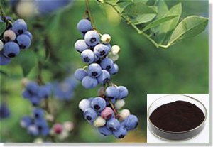 Bilberry Extracts