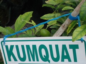 Kumquat