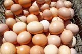 Hatching eggs for sale Cobb 500 /Ross 308