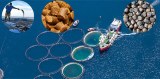 How Profitable Is The Fish Farming Business