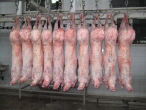 FROZEN LAMB CARCASS