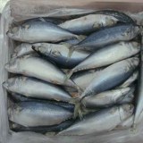 Vente de poissons chinchard et autre