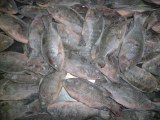 Tilapia poisson(Oreochromis niloticus) 500-800