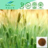 Hordeum vulgare Extract 98% Hordenine (sales07@nutra-max.com)