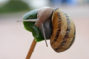 Escargots en grand quantité