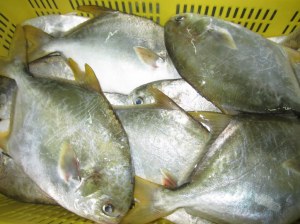 Frozen Golden Pomfret