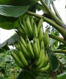 Maïs, piment bec d'oiseau, banane plantain