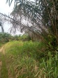 Terrains agricoles à vendre en côte d'Ivoire