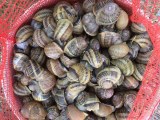 ESCARGOTS D' ELEVAGE - GREC