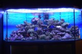 Sell 2012 HOT LED Aquarium Light