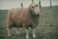 Boyau mouton halal mrouki Import Export