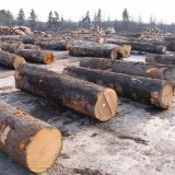 Oak Saw Logs, 20-100 cm Diameter