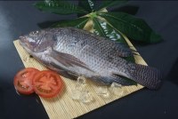 Fresh Frozen Tilapia