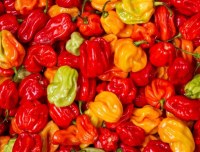 Vente de piment