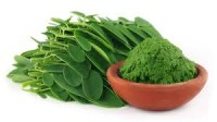 Cherche acheteur Moringa