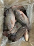 Tilapia poisson(Oreochromis niloticus) 500-800