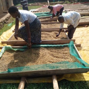 Grains de café vert Robusta, Graines de sésame crues naturelles en gros, Noix de cajou...