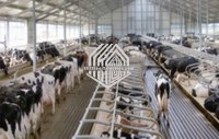 Maison de vache de structure métallique avec du CE en Chine à vendre